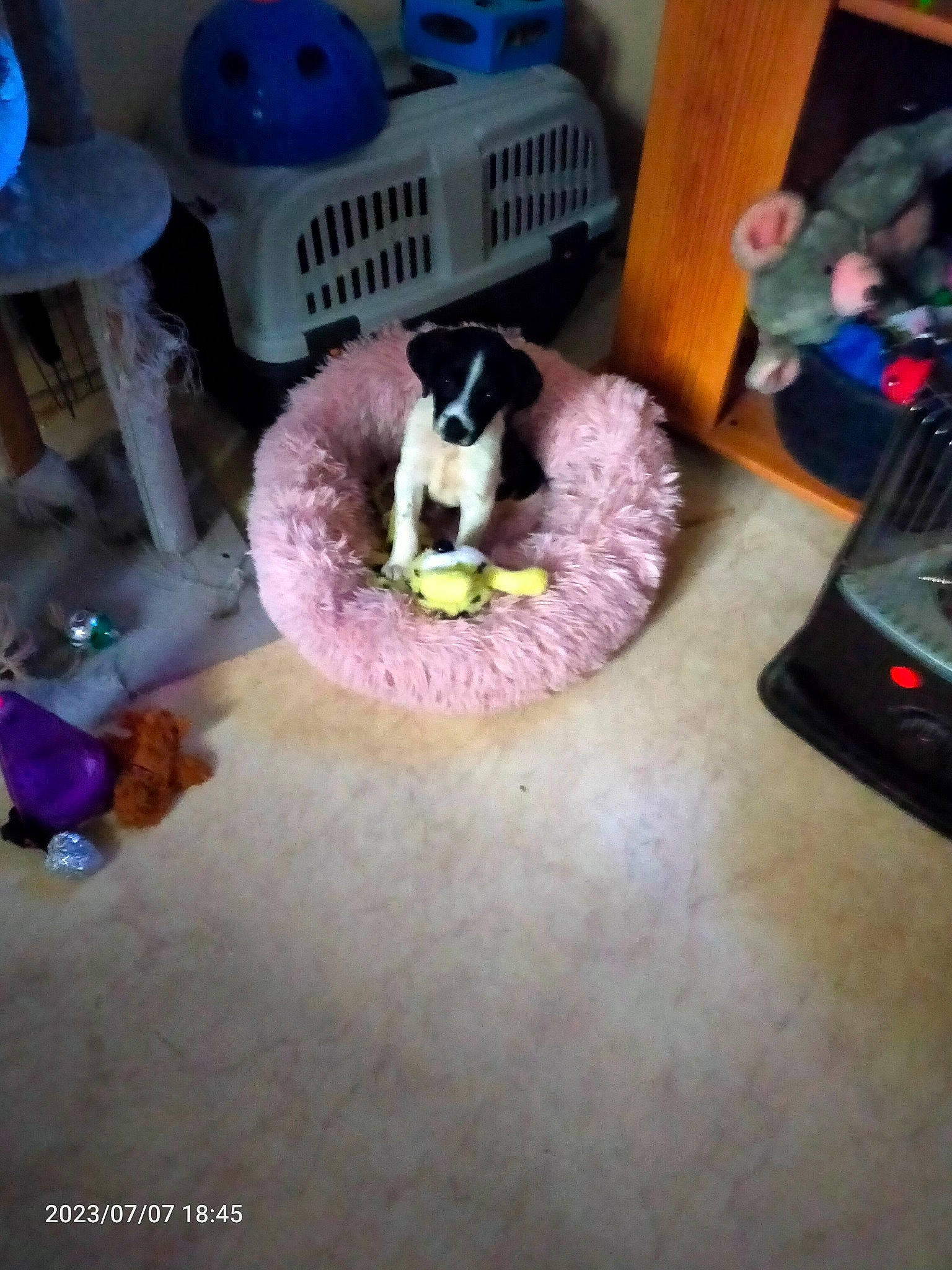 Ulka a rejoint le concours — aidez-le/la à gagner de superbes lots ! carnivore, cat_bed, cat_supply, comfort, companion_dog, dog_breed, dog_supply, felidae, flooring, fun, fur, grass, magenta, pet_supply, play, purple, room, small_to_medium_sized_cats, sporting_group, toy