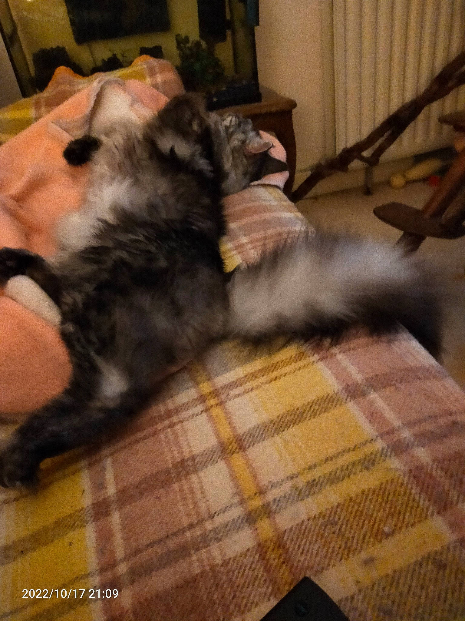 Ramboer a rejoint le concours — aidez-le/la à gagner de superbes lots ! carnivore, comfort, companion_dog, dog, dog_breed, fawn, felidae, floor, flooring, fur, hardwood, laminate_flooring, paw, small_to_medium_sized_cats, snout, sporting_group, tail, wood, wood_flooring, working_animal