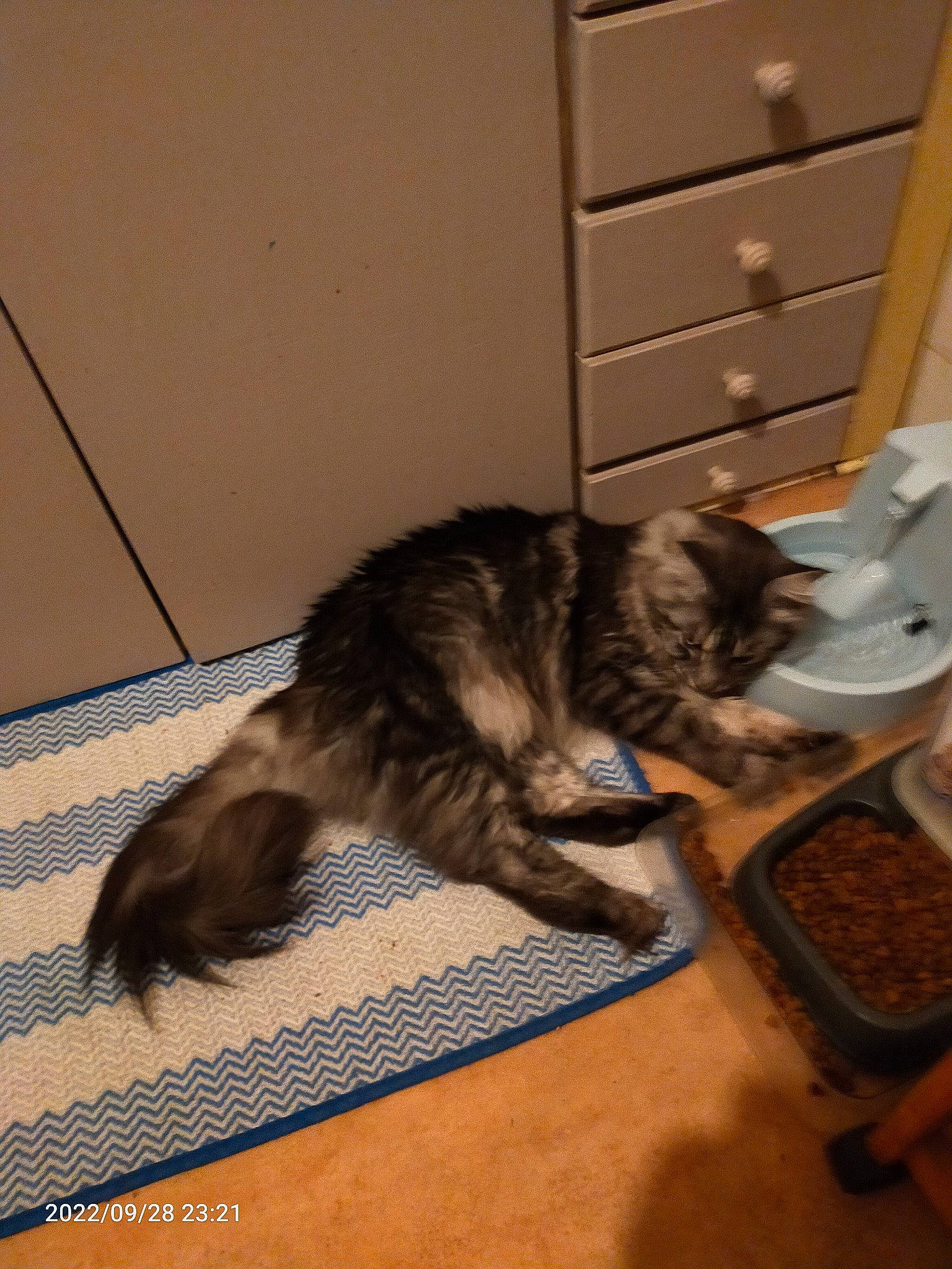 Ramboer participe au concours pour gagner de l'argent avec cette photo : cabinetry, carnivore, cat, chest, chest_of_drawers, comfort, domestic_short_haired_cat, drawer, dresser, felidae, flooring, fur, hardwood, light_switch, paw, plant, small_to_medium_sized_cats, tail, whiskers, wood