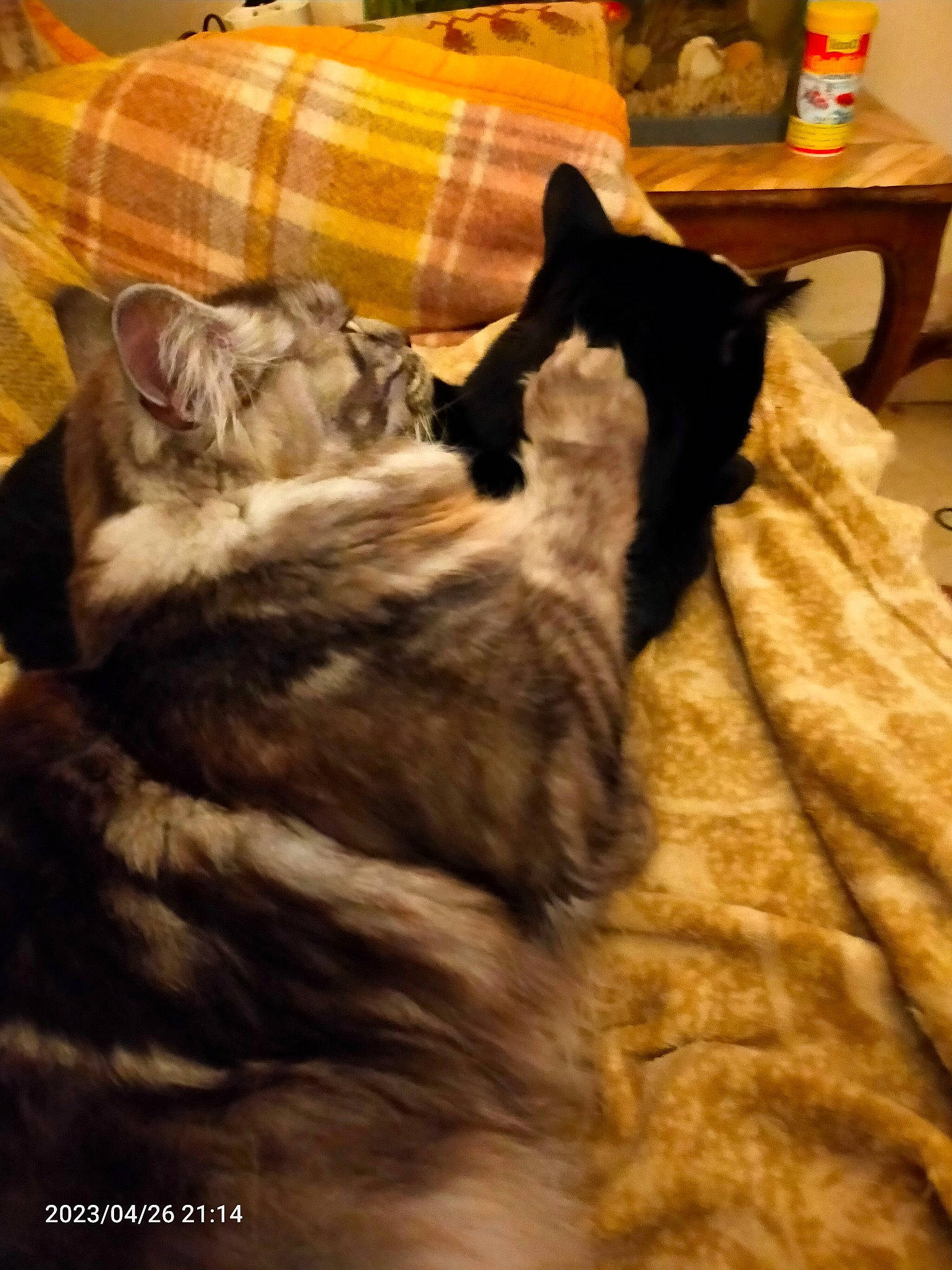 Ramboer participe au concours pour gagner de l'argent avec cette photo : carnivore, cat, comfort, companion_dog, couch, dog_breed, domestic_short_haired_cat, felidae, fur, hardwood, linens, mammal, room, small_to_medium_sized_cats, tail, tartan, textile, vertebrate, whiskers, wood