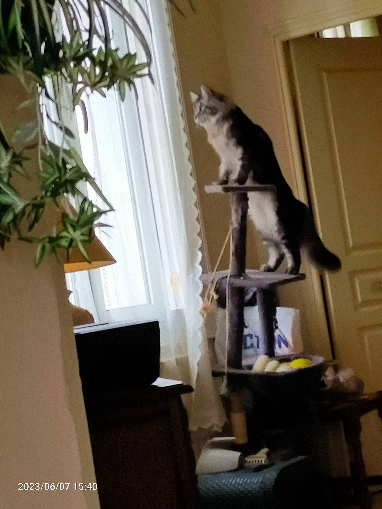 Ramboer participe au concours pour gagner de l'argent avec cette photo : carnivore, cat, cat_supply, comfort, domestic_short_haired_cat, door, felidae, hardwood, home_door, houseplant, interior_design, plant, room, small_to_medium_sized_cats, stairs, tail, tree, whiskers, window_covering, wood