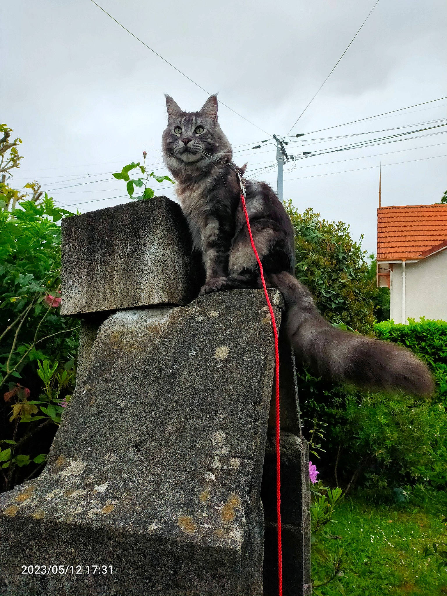 Ramboer participe au concours pour gagner de l'argent avec cette photo : art, black_cat, carnivore, cat, domestic_short_haired_cat, felidae, fur, grass, monument, plant, roof, sculpture, sky, small_to_medium_sized_cats, snout, tail, terrestrial_animal, tree, trunk, whiskers