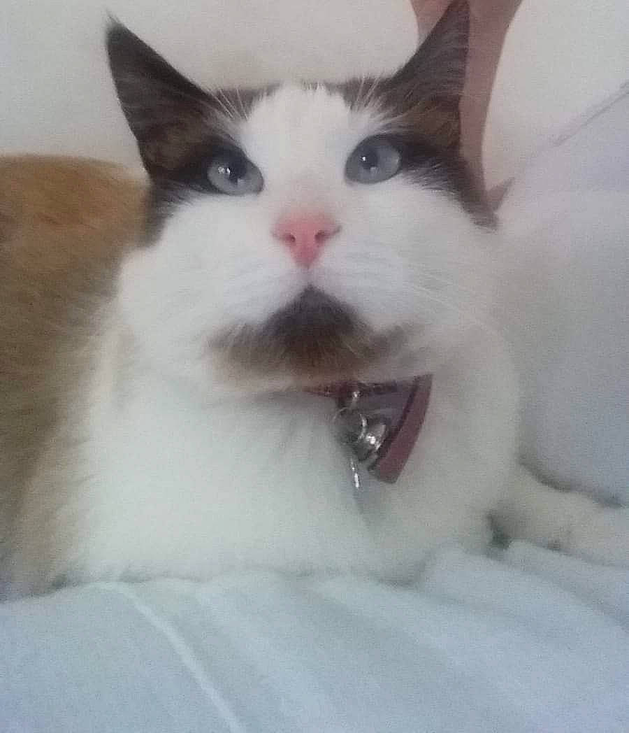 Julia a rejoint le concours — aidez-le/la à gagner de superbes lots ! carnivore, cat, comfort, domestic_short_haired_cat, eye, eyebrow, felidae, formal_wear, fur, head, jaw, paw, sky, small_to_medium_sized_cats, snout, square, tail, whiskers