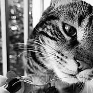 Kiru a rejoint le concours — aidez-le/la à gagner de superbes lots ! animal, black_and_white, cat, close_up, curious, cute, detailed, expressive, face, feline, intense_eyes, macro, nature, outdoor, pet, plant, portrait, soft_light, texture, whiskers