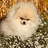 animal, bokeh, centered_subject, closeup, cute, daisies, dog, flowers, fluffy, fur, garden, golden_background, nature, outdoor, pet, pomeranian, portrait, serious_expression, small_dog, white_dog