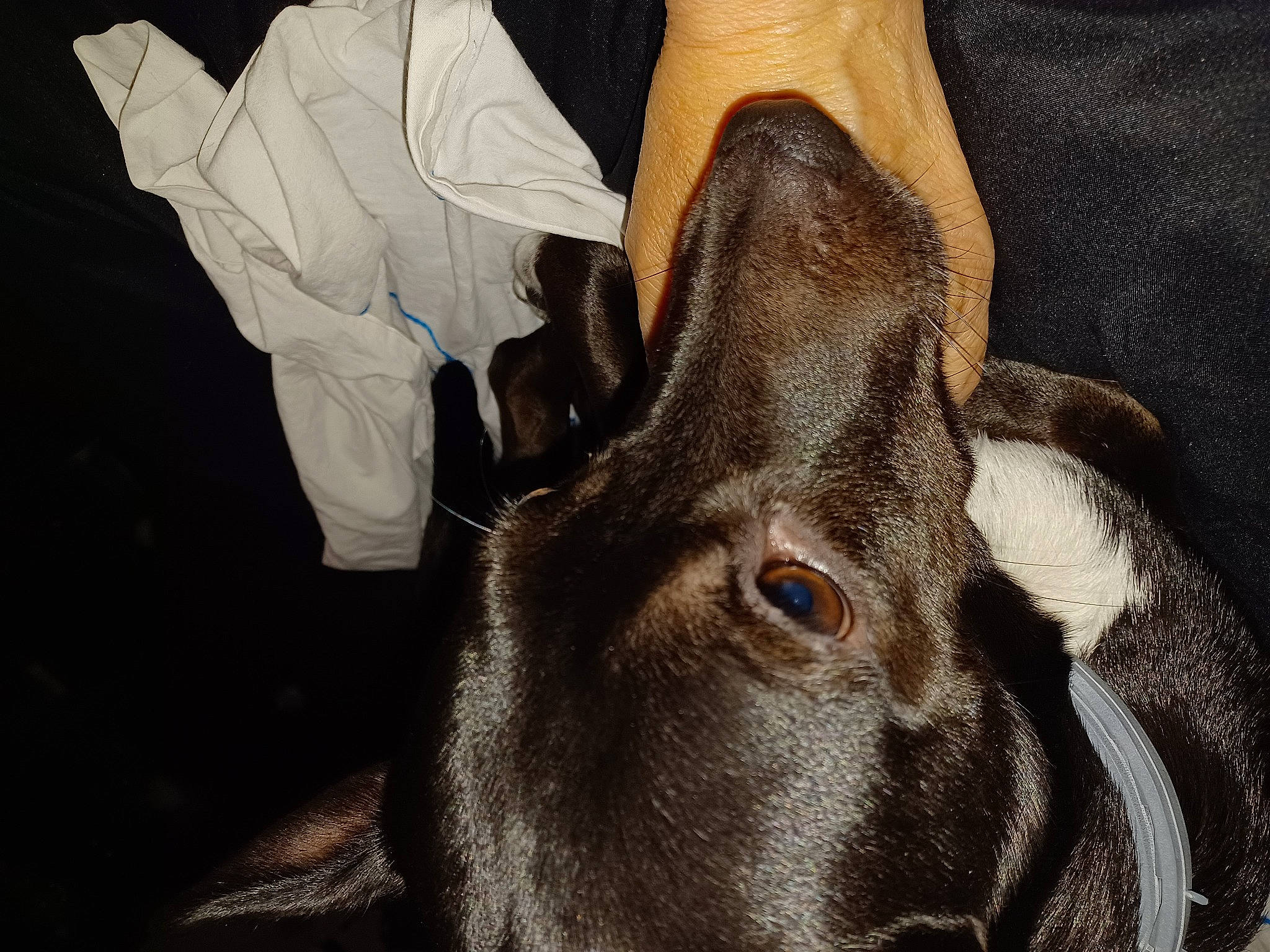 Topaze participe au concours pour gagner de l'argent avec cette photo : canidae, comfort, dog_breed, ear, eye, eyelash, fawn, fur, gesture, liver, livestock, musical_instrument, rabbits_and_hares, snout, sporting_group, terrestrial_animal, whiskers, wildlife, working_animal, wrinkle