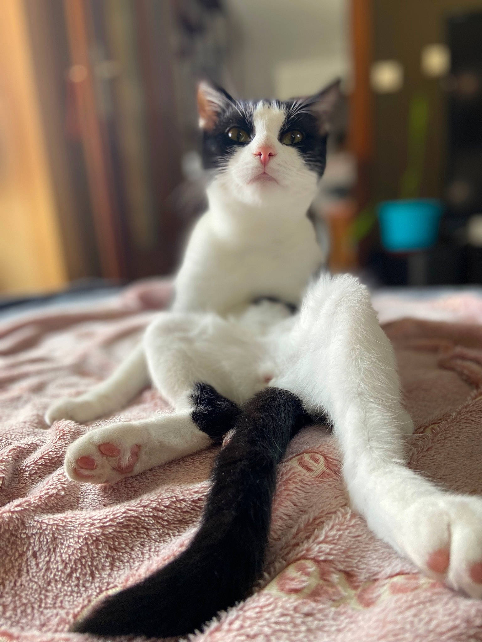 Charly participe au concours pour gagner de l'argent avec cette photo : carnivore, cat, claw, comfort, domestic_short_haired_cat, eye, fawn, felidae, foot, fur, linens, paw, sitting, small_to_medium_sized_cats, snout, tail, terrestrial_animal, whiskers, window