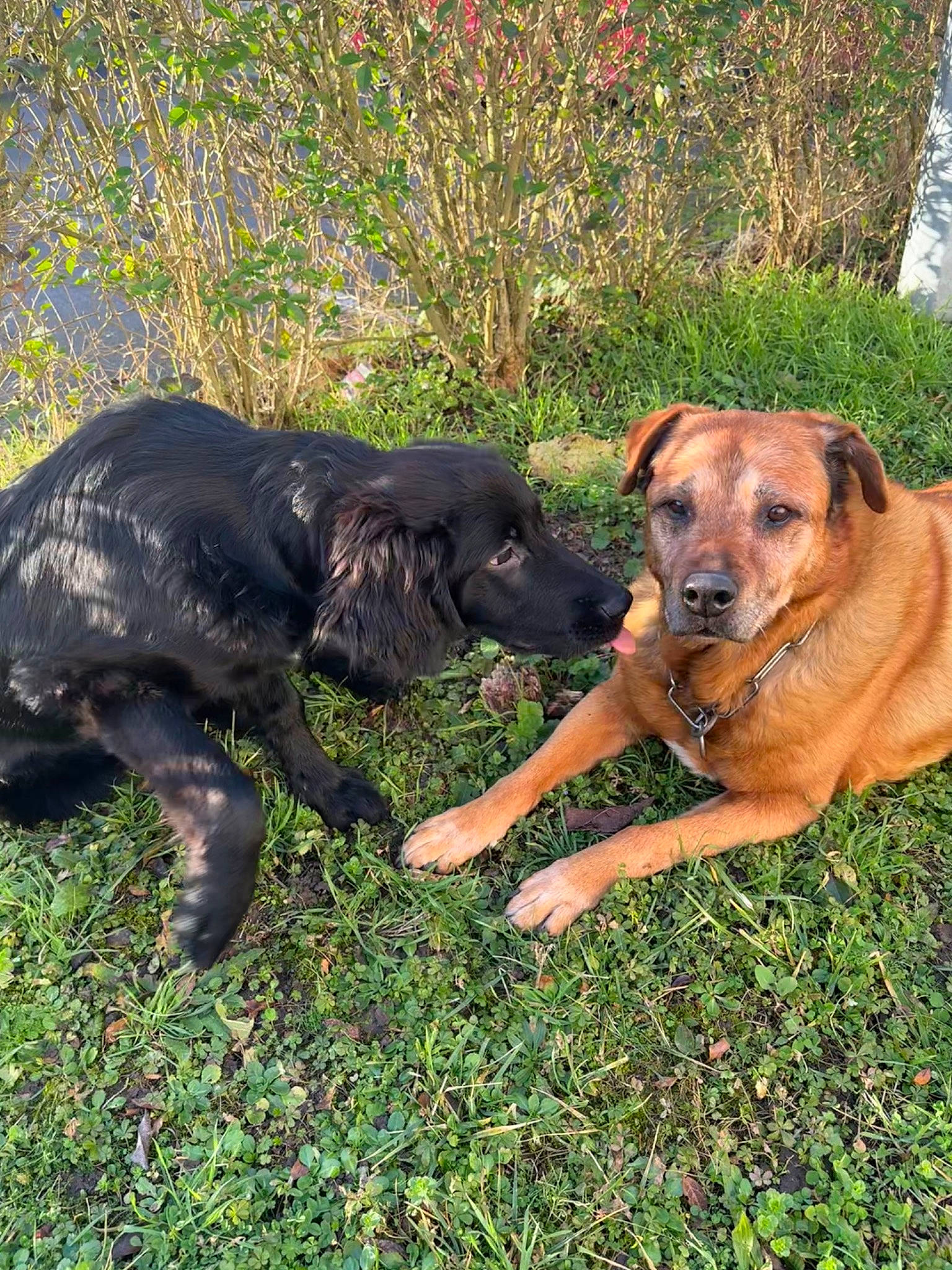 Baloo a rejoint le concours — aidez-le/la à gagner de superbes lots ! canidae, carnivore, collar, companion_dog, dog, dog_breed, fawn, grass, guard_dog, gun_dog, hound, liver, plant, snout, sporting_group, tail, terrestrial_animal, wildlife, working_animal, working_dog