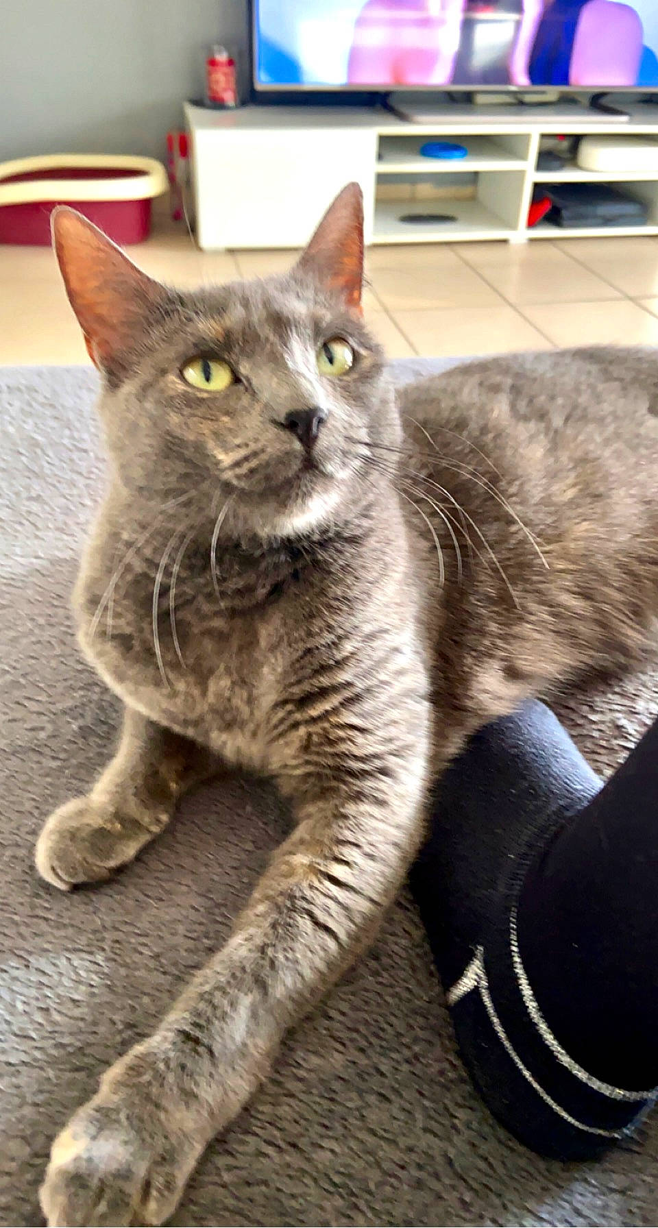 Kitty participe au concours pour gagner de l'argent avec cette photo : bookcase, carnivore, cat, claw, domestic_short_haired_cat, felidae, fur, grey, paw, sitting, small_to_medium_sized_cats, snout, tail, terrestrial_animal, whiskers, window