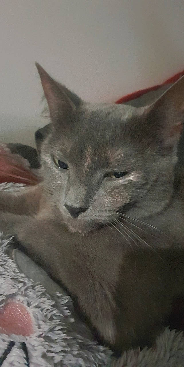 Kitty a rejoint le concours — aidez-le/la à gagner de superbes lots ! carnivore, cat, comfort, domestic_short_haired_cat, felidae, fur, grey, russian_blue, small_to_medium_sized_cats, terrestrial_animal, whiskers, window