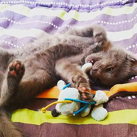 Kitty participe au concours pour gagner de l'argent avec cette photo : canidae, carnivore, cat, claw, comfort, domestic_short_haired_cat, felidae, fur, linens, nap, paw, sleep, small_to_medium_sized_cats, snout, tail, terrestrial_animal, whiskers