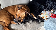 Jack a rejoint le concours — aidez-le/la à gagner de superbes lots ! dog, brown_dog, black_dog, couch, pillow, resting, sleeping, indoor, tile_floor, pet, canine, cozy, relaxed, companion, fur, domestic_animal, home, living_room, blanket, comfort
