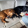 dog, brown_dog, black_dog, couch, pillow, resting, sleeping, indoor, tile_floor, pet, canine, cozy, relaxed, companion, fur, domestic_animal, home, living_room, blanket, comfort