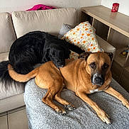 Jack participe au concours pour gagner de l'argent avec cette photo : dog, dogs, black_dog, brown_dog, pet, canine, lying_down, resting, cuddling, indoor, living_room, sofa, couch, blanket, pillows, furniture, portrait, looking_at_camera, relaxed, home
