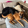 dog, dogs, black_dog, brown_dog, pet, canine, lying_down, resting, cuddling, indoor, living_room, sofa, couch, blanket, pillows, furniture, portrait, looking_at_camera, relaxed, home