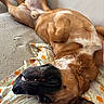 dog, canine, pet, lying_down, upside_down, couch, blanket, floral_pattern, brown_fur, black_muzzle, relaxed, indoor, happy, smiling, paw, fur, nose, ears, comfort, domestic