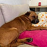 dog, sleeping, couch, pillow, floral_pattern, brown_dog, pet, indoor, resting, cozy, home, furniture, blanket, relaxing, canine, animal, paw, snout, ear, nose