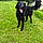 Bagheera