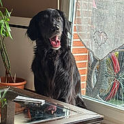 Bagheera a rejoint le concours — aidez-le/la à gagner de superbes lots ! animal, bicycle, black_dog, brick_wall, curtain, dog, fluffy, happy, indoors, lace, long_hair, natural_light, open_mouth, pet, portrait, potted_plant, reflection, sitting, table, window