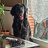 dog, black_dog, pet, animal, fluffy, long_hair, sitting, open_mouth, happy, portrait, indoors, window, curtain, lace, brick_wall, bicycle, potted_plant, table, reflection, natural_light