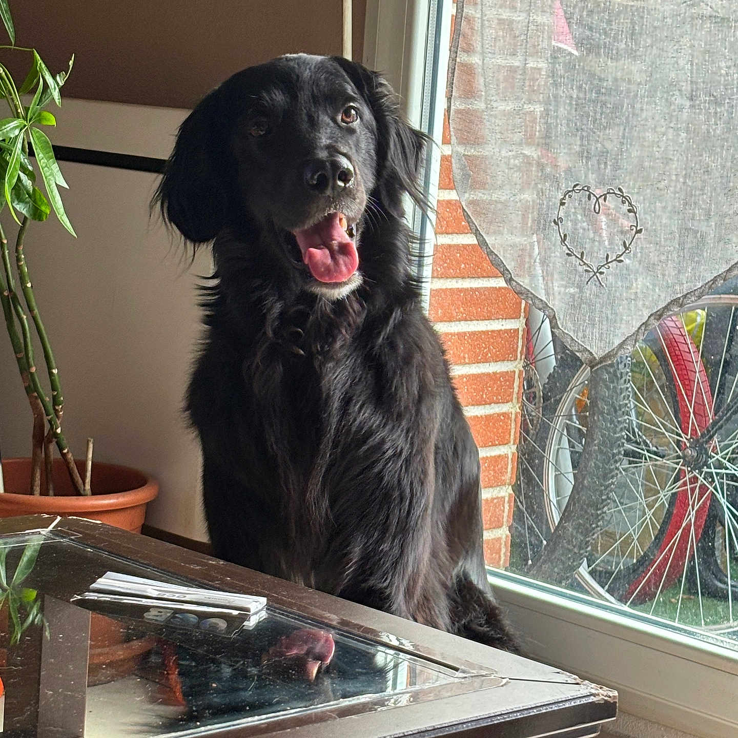 Bagheera