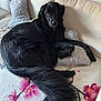 Bagheera participe au concours pour gagner de l'argent avec cette photo : animal, black_dog, blanket, comfort, companion, couch, cozy, dog, domestic, ears, floral_pattern, fur, indoor, laying_down, living_room, pet, pillow, relaxed, snout, tail