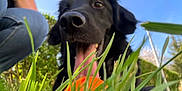 Bagheera a rejoint le concours — aidez-le/la à gagner de superbes lots ! animal, black_dog, blue_sky, close_up, dog, fun, grass, greenery, happy, jeans, mouth_open, nature, orange_ball, outdoor, person, pet, playful, summer, sunlight, tongue_out