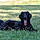 Bagheera