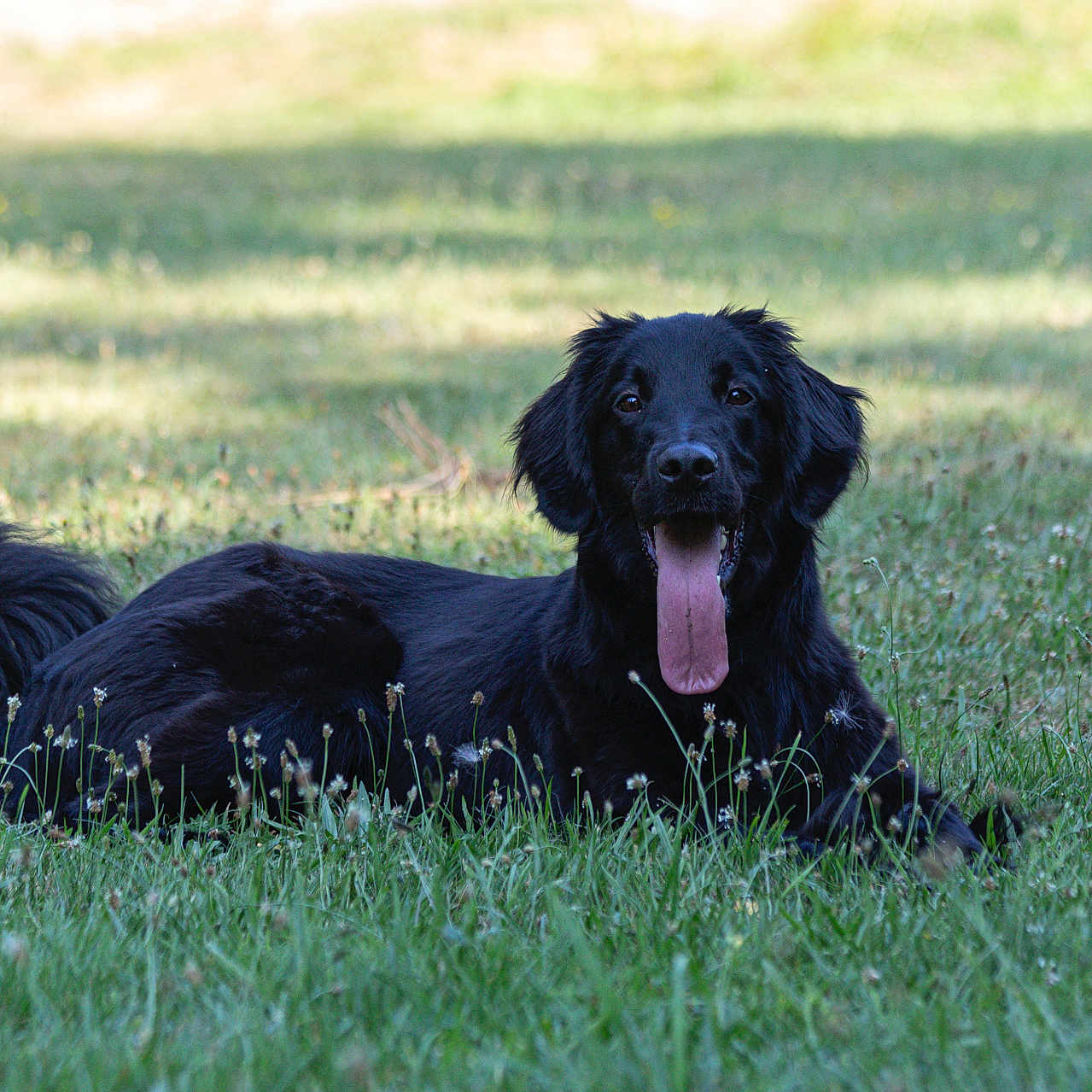 Bagheera