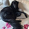 Bagheera a rejoint le concours — aidez-le/la à gagner de superbes lots ! animal, black_dog, blanket, comfort, companion, couch, cozy, dog, domestic, ears, floral_pattern, fur, indoor, laying_down, living_room, pet, pillow, relaxed, snout, tail