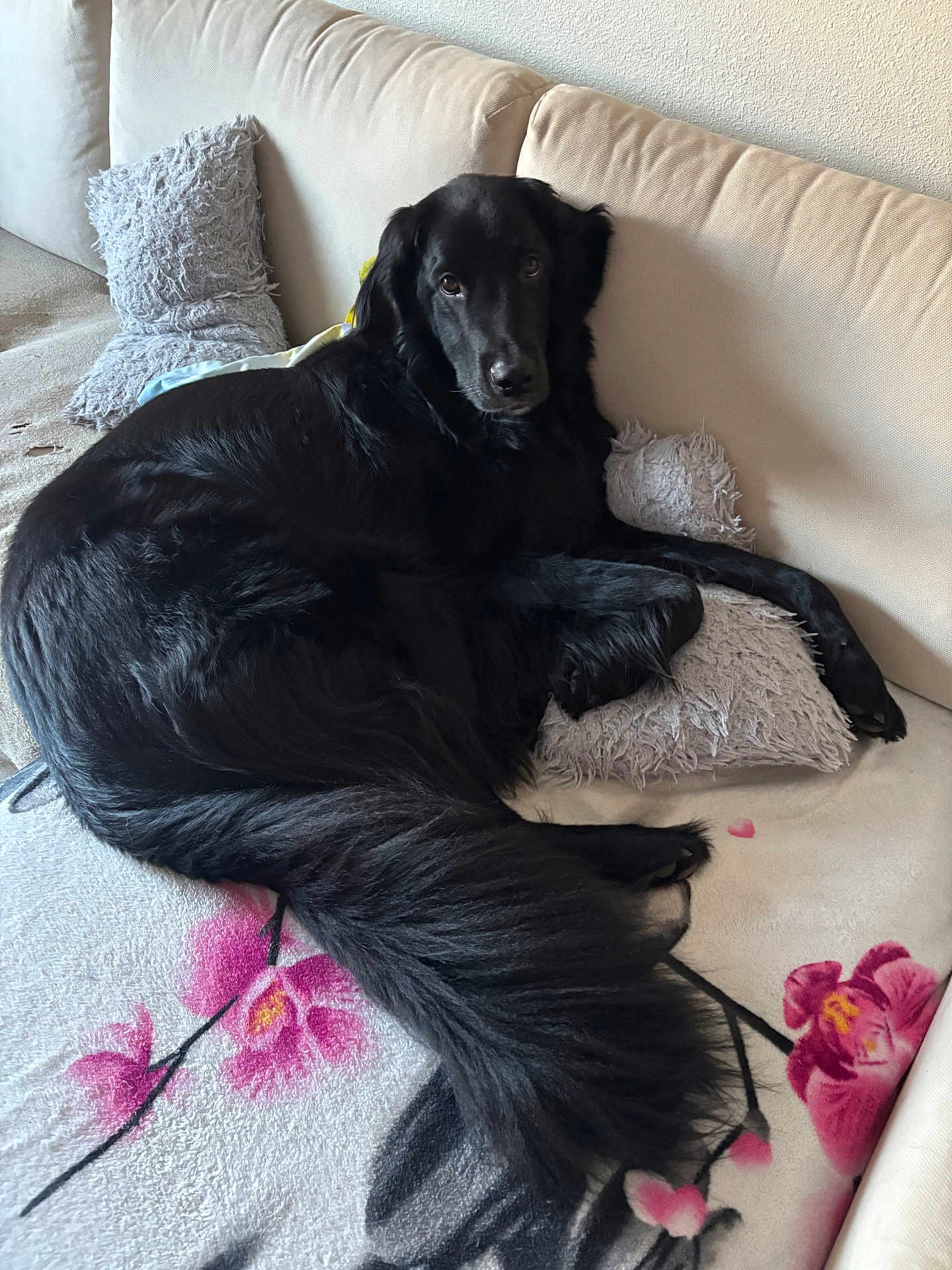 Bagheera