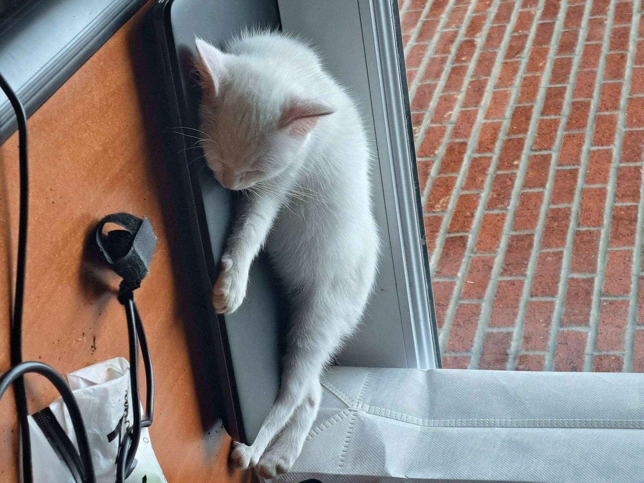 Blanche a rejoint le concours — aidez-le/la à gagner de superbes lots ! audio_equipment, box, carnivore, cat, comfort, domestic_short_haired_cat, fawn, felidae, fur, grey, mammal, metal, paw, small_to_medium_sized_cats, snout, tail, whiskers, window, wire, wood