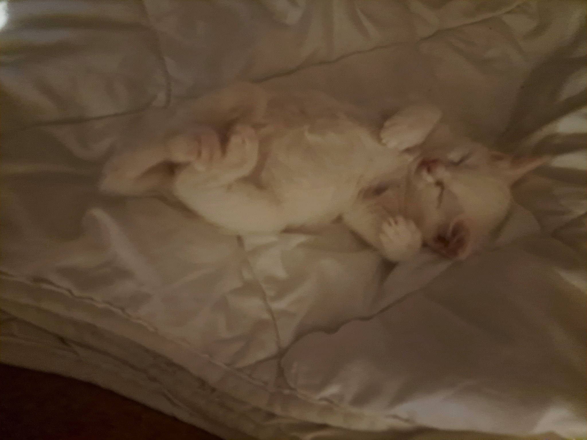 Blanche a rejoint le concours — aidez-le/la à gagner de superbes lots ! abdomen, bed, bedding, bedtime, blanket, carnivore, chest, comfort, darkness, felidae, flooring, fur, hardwood, linens, nap, room, small_to_medium_sized_cats, tail, tints_and_shades, wood