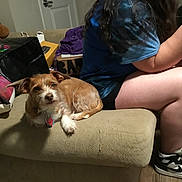 Allie is registered to the contest to win money with this photo: dog, couch, person, indoor, casual, brown_dog, white_paw, blue_shirt, shorts, sneakers, beige_couch, clutter, box, bag, wood_floor, door, sitting, relaxed, pet, companion