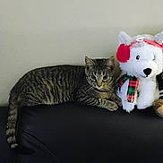 Laci Gizmo Bennett joined the competition — help win amazing prizes! tabby_cat, cat, stuffed_animal, plush_toy, earmuffs, plaid_scarf, couch, leather, indoor, pet, feline, relaxed, animal, fur, whiskers, tail, black, white, red, green