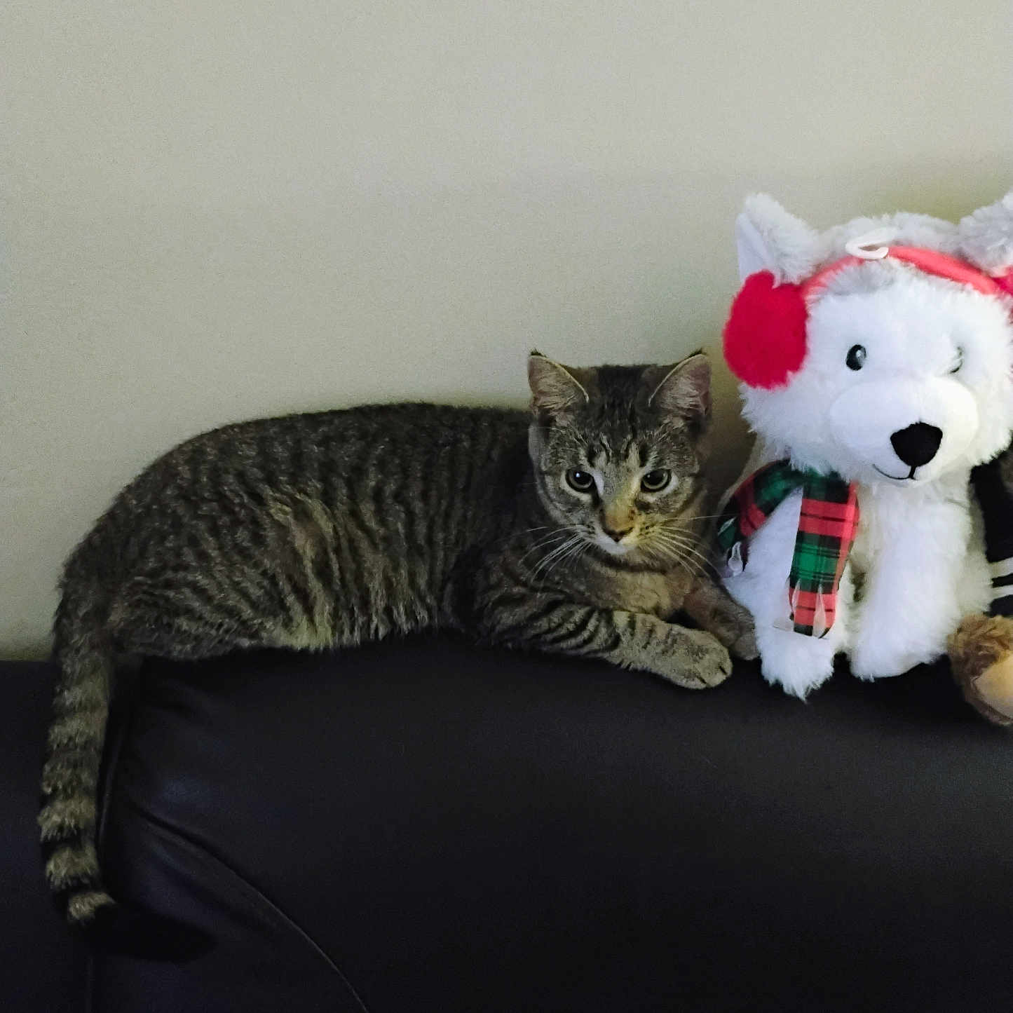 Laci Gizmo Bennett joined the competition — help win amazing prizes! animal, black, cat, couch, earmuffs, feline, fur, green, indoor, leather, pet, plaid_scarf, plush_toy, red, relaxed, stuffed_animal, tabby_cat, tail, whiskers, white