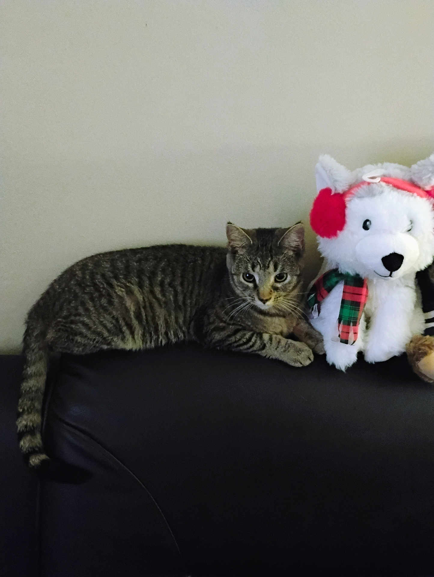 Laci Gizmo Bennett joined the competition — help win amazing prizes! tabby_cat, cat, stuffed_animal, plush_toy, earmuffs, plaid_scarf, couch, leather, indoor, pet, feline, relaxed, animal, fur, whiskers, tail, black, white, red, green