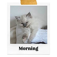 Opal is registered to the contest to win money with this photo: kitten, cat, fluffy, white, sleepy, polaroid, tape, morning, pet, cute, feline, resting, cozy, indoor, animal, young, soft, paw, portrait, closeup