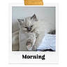 kitten, cat, fluffy, white, sleepy, polaroid, tape, morning, pet, cute, feline, resting, cozy, indoor, animal, young, soft, paw, portrait, closeup