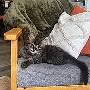Wilo participe au concours pour gagner de l'argent avec cette photo : animal, architecture, bed, bedroom, blanket, building, cat, chair, couch, cushion, furniture, homedecor, indoors, kitten, livingroom, manx, pet, pillow, plant, room