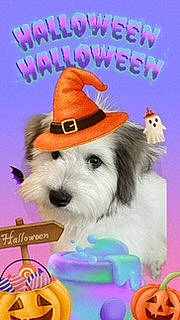 Ryan is registered to the contest to win money with this photo: carnivore, christmas_eve, companion_dog, costume_hat, dog, dog_breed, dog_supply, event, fashion_accessory, fedora, fictional_character, font, fur, happy, hat, holiday, party_hat, pet_supply, photo_caption, working_animal