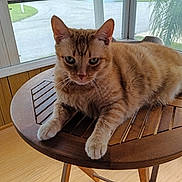 Timmy is registered to the contest to win money with this photo: cat, orange_tabby, feline, pet, animal, whiskers, ears, eyes, fur, striped_fur, lying_down, sitting, table, wooden_table, indoors, windows, sunroom, home, floor, portrait