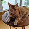 cat, orange_tabby, feline, pet, animal, whiskers, ears, eyes, fur, striped_fur, lying_down, sitting, table, wooden_table, indoors, windows, sunroom, home, floor, portrait