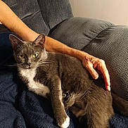 Chloe is registered to the contest to win money with this photo: cat, gray_cat, white_chest, yellow_eyes, pet, animal, feline, whiskers, ears, paws, couch, blanket, human_arm, indoor, portrait, close_up, cozy, relaxed, sitting, home