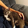 cat, gray_cat, white_chest, yellow_eyes, pet, animal, feline, whiskers, ears, paws, couch, blanket, human_arm, indoor, portrait, close_up, cozy, relaxed, sitting, home