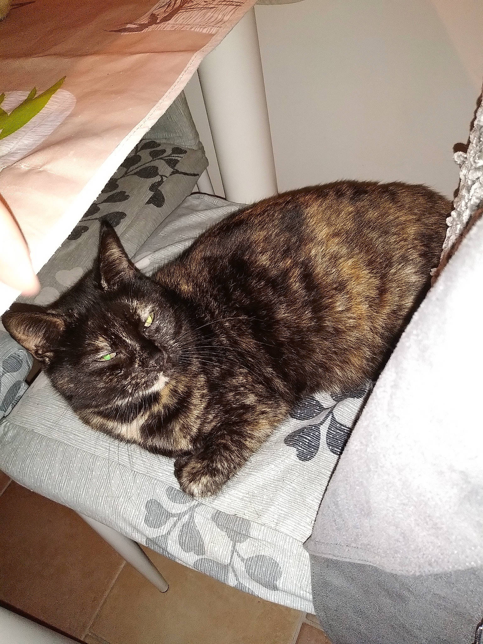 Aïko participe au concours pour gagner de l'argent avec cette photo : american_shorthair, asian, carnivore, cat, domestic_short_haired_cat, dragon_li, ear, european_shorthair, felidae, fur, sleep, small_to_medium_sized_cats, tabby_cat, tail, whiskers