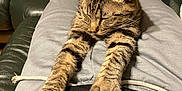 Stella is registered to the contest to win money with this photo: cat, tabby_cat, paws, sleeping, couch, legs, socks, smartphone, phone_case, cozy, pet, indoor, fur, whiskers, stripes, relaxation, domestic, closeup, living_room, stretched