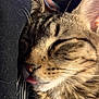 cat, tabby_cat, sleeping, close_up, whiskers, tongue_out, fur, nose, ear, muzzle, pet, domestic_cat, nap, resting, cozy, indoor, textile, fabric, portrait, adorable