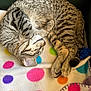 Stella is registered to the contest to win money with this photo: blanket, blue, cat, colorful, cozy, curled_up, cute, domestic_animal, feline, fur, indoor, paw, pet, polka_dot, relaxed, resting, sleeping, tabby, toy, whiskers