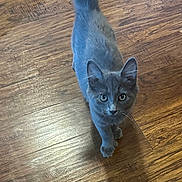 Robin joined the competition — help win amazing prizes! kitten, cat, gray_cat, pet, animal, floor, wooden_floor, curious, looking_up, feline, indoor, young_cat, tail_up, whiskers, ears, eyes, cute, small, domestic_animal, fur